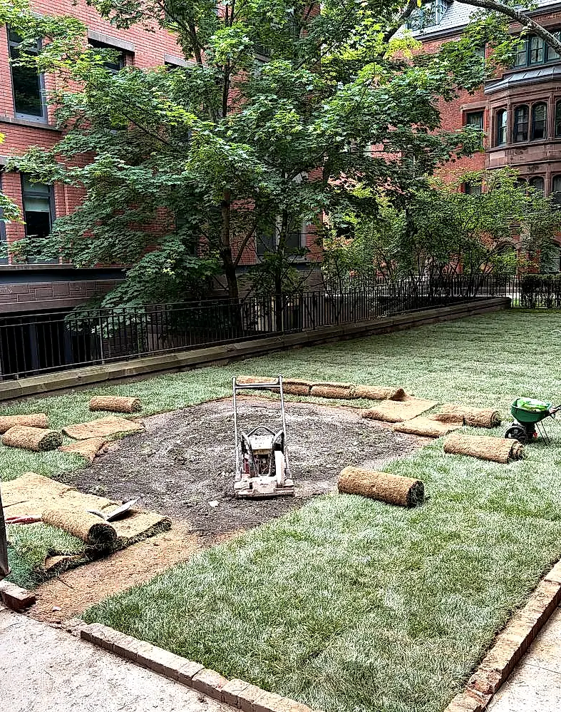 Fresh sod installation with brick edging in a New York courtyard